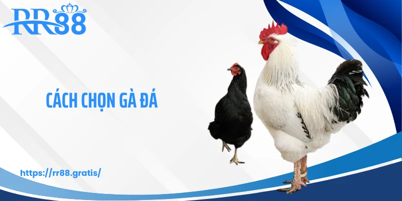 Cách Chọn Gà Đá RR88 - Kỹ Năng Nhận Diện Chiến Kê Mạnh