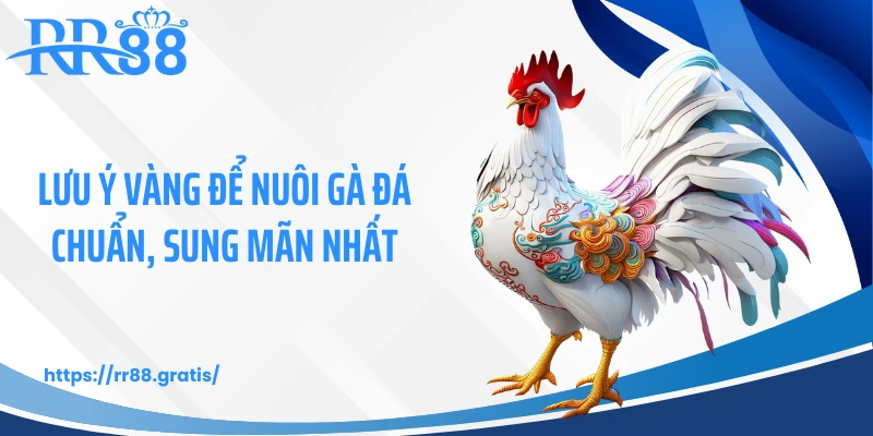 Lưu ý vàng để nuôi gà đá chuẩn, sung mãn nhất